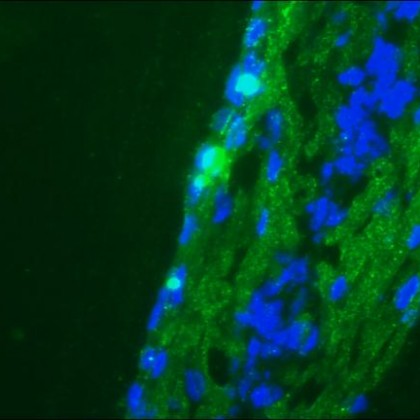 Figure 2. Immunofluorescence staining of a 9-days-old zebrafish-embryo using MUB1301P.